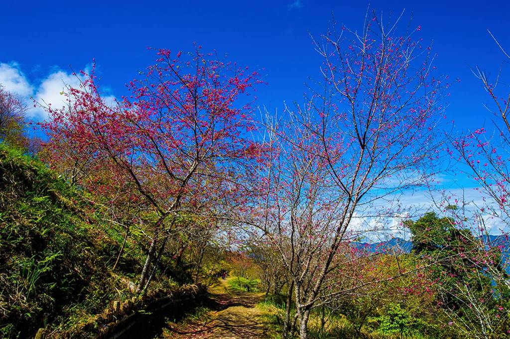 柯樹山說，跟著部落的人走，才會知道櫻花步道秘境。（照片提供/荔寶文創）