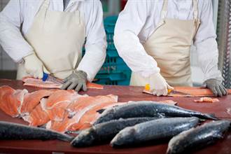 疑為病毒來源？陸已中斷歐洲鮭魚進口