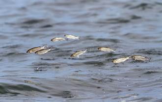 雲南驚見大量魚群狂跳出水面 居民憂：地震前兆？