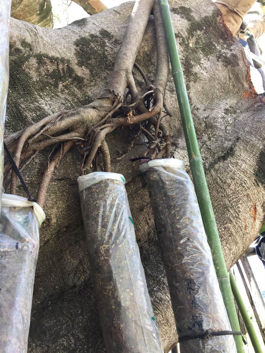 培養老榕樹氣生根，有利於導根作業施作順利。（苗栗縣政府提供／巫靜婷苗栗傳真）