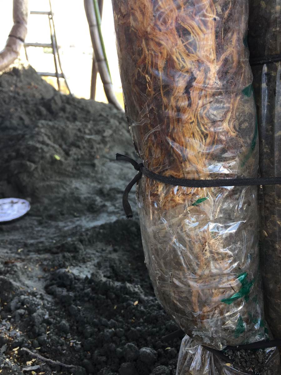 老榕樹發根旺盛，有助於加速老榕樹恢復生機。（苗栗縣政府提供／巫靜婷苗栗傳真）