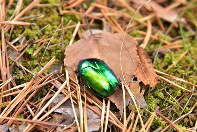 同事夏日特餐竟是一大盘金龟子 恐怖口感曝光（示意图／达志影像）