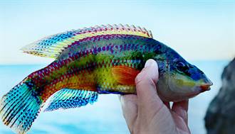日男沖繩釣到「油漆怪魚」顏色鮮豔繽紛超罕見