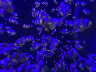 海科館成功孵化700隻「小尼莫」 將送回大海復育