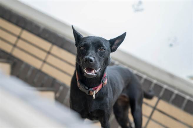 為何工地建案都一定會有土狗？原因很現實（示意圖／達志影像）