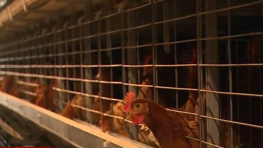 近日因天氣炎熱，母雞不產蛋，導致肉雞減產，進而使國產肉雞價格上揚。(吳建輝攝)