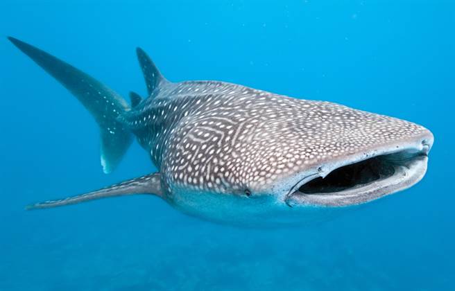 鯨鯊又名豆腐鯊，是世上最大的鯊，體型雖然龐大，但個性溫和。（達志影像/Shutterstock）