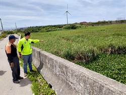 布袋蓮入侵台中大安濱海 市議員疾呼趕快清除