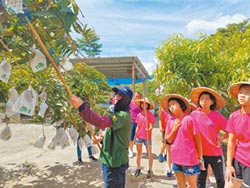 園主傷退 幸福芒果恐成絕響