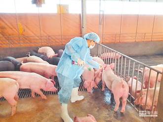 3株H1N1豬流感病毒株檢驗出爐 已排除新型豬流感