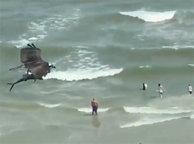 美國南卡羅來納州日前出現「巨鷹抓大魚」震撼一幕。（圖／翻攝自推特）