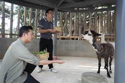 羊駝兄弟做客竹市動物園 來找咖啡、牛奶在哪裡