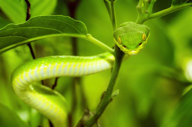 露营觉得脚边不对劲 仔细一看竟藏惊悚危机(示意图／达志影像)