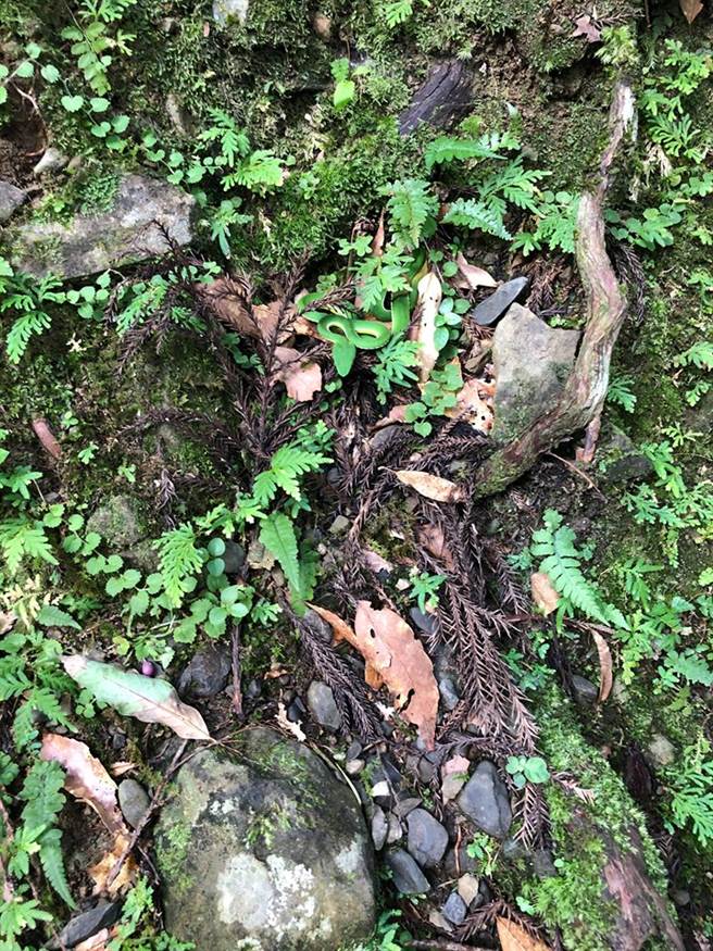 有网友露营时遇到有完美保护色的赤尾鲐(图/原PO授权提供)