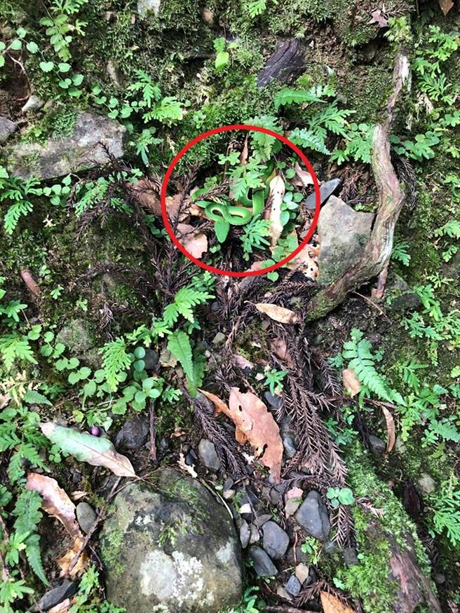 和草丛完美融为一体的赤尾鲐，不仔细看根本不会发现。(图/原PO授权提供)