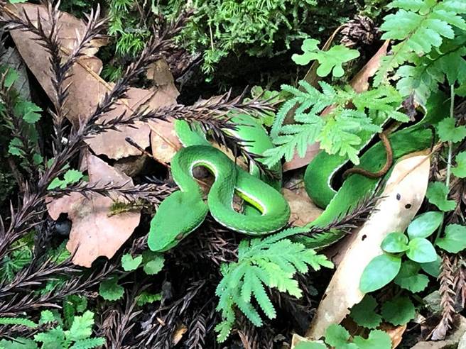 正处于攻击状态的赤尾鲐，好在原PO及时发现幸运逃过一劫。(图/原PO授权提供)