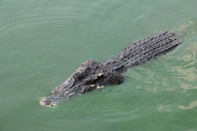 4童河中与动物戏水 网细看见巨鱷惊呆(示意图/达志影像)