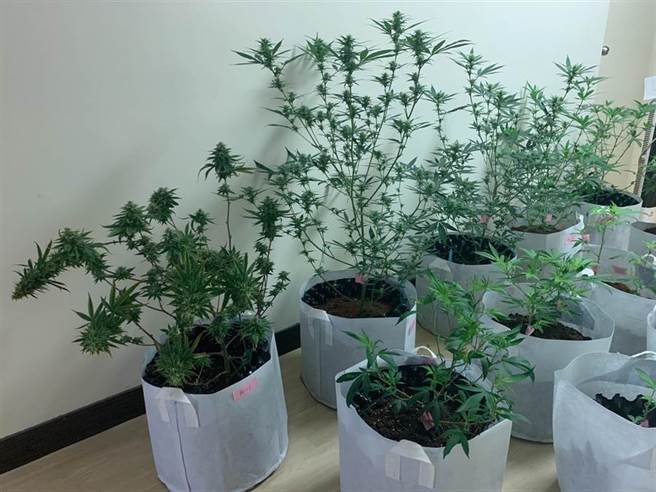 豪宅變毒窟 2毒販自耕種大麻台中警察查獲高價證物 社會 中時新聞網