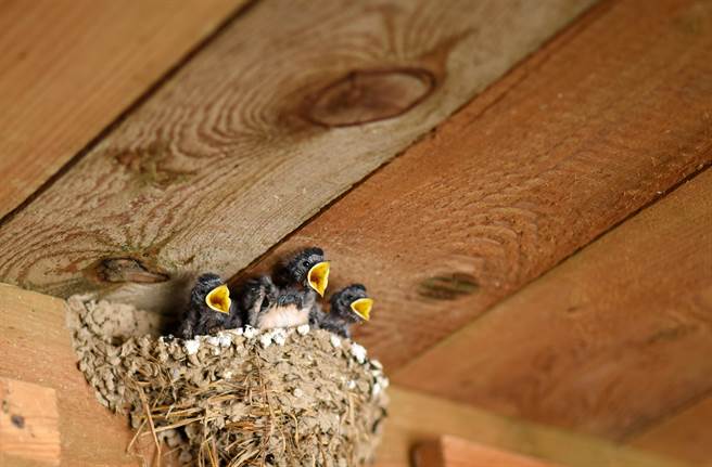 鸟宝宝讨食失败秒变脸 超厌世表情万人笑翻(示意图/达志影像)