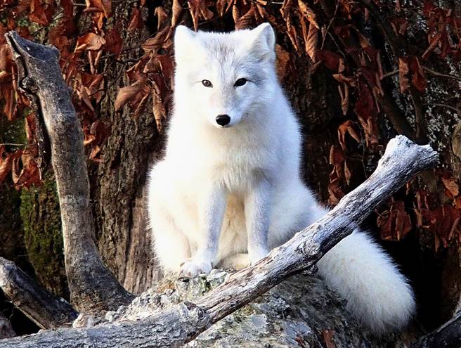 动物保护团体「国际人道协会」（Humane Society International）揭露亚洲毛皮工厂为取得动物身上的毛皮，残忍屠杀动物的画面。图为资料照。（资料照／美联社）