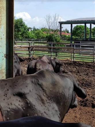 金門牛結節疹疑似病牛再增50頭 農委會將召開專家會議