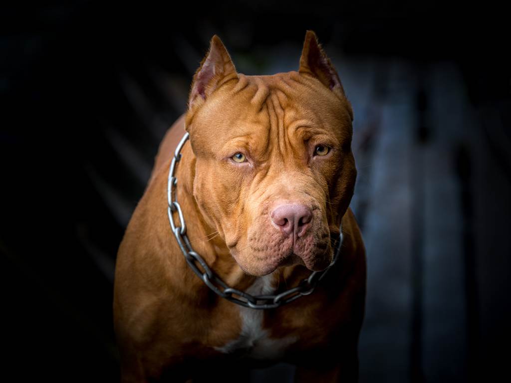 被比特犬咬住該怎麼辦 專家曝掙脫關鍵 日常 網推