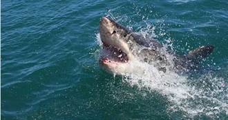 凶猛巨鯊衝出水面！15歲衝浪客「雙腿瞬間消失」血染大海