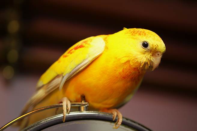 鹦鹉见镜头飙「暴风Rap」 超狂节奏感百万人笑翻(示意图/达志影像)