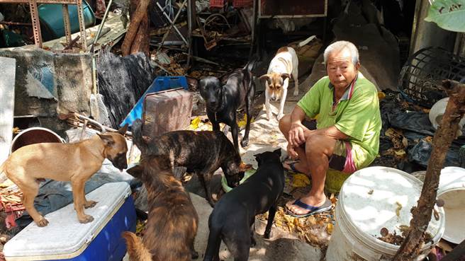 8旬椰子伯乞厨余护浪犬 一周狂募百万！狗园重建纪录感动5万网友（图／本报资料照片、林瑞益摄）