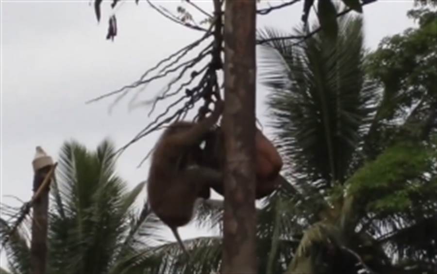 泰國遭揭濫捕野生猴逼工作！日摘1000顆椰子