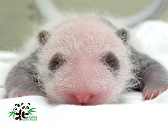 大貓熊圓仔妹妹出生15天 眼睛現出「黑眼圈」 超萌照曝光