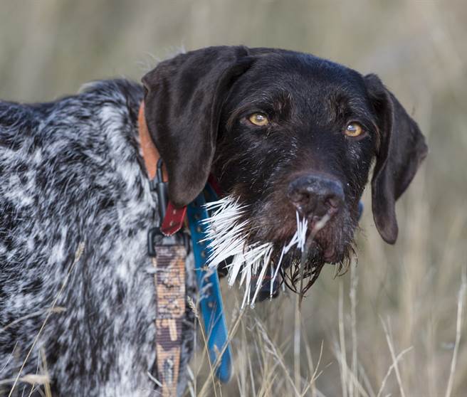调皮汪星人惹怒豪猪 惨被扎成针包变「仙人掌狗」（示意图／达志影像）