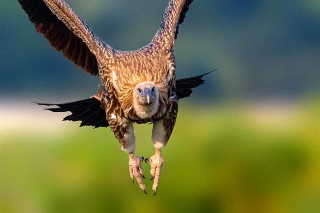 巨嘴鸭搭「空中便车」直接停在大型猛禽翅膀上 网惊：太有种了（示意图／达志影像）