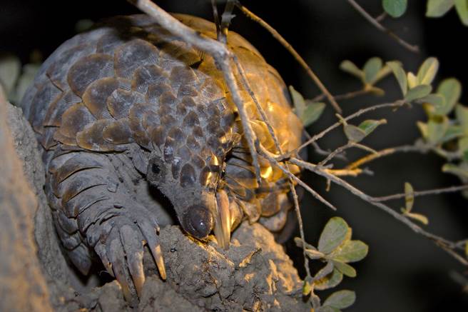 以为遇到死猫 靠近一看惊现是「保育萌兽」！(示意图／达志影像)