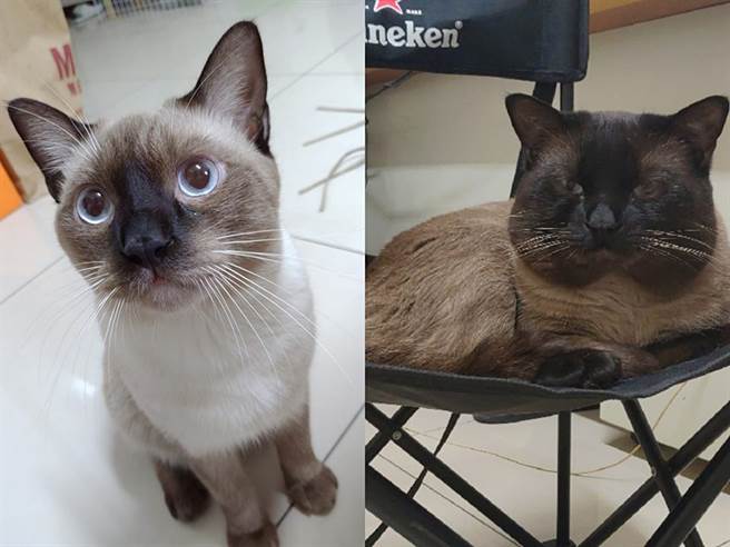 本来只有局部黑毛的弟弟，2年后竟然整颗头都黑了，宛如猫版包青天。(图/原PO授权提供)