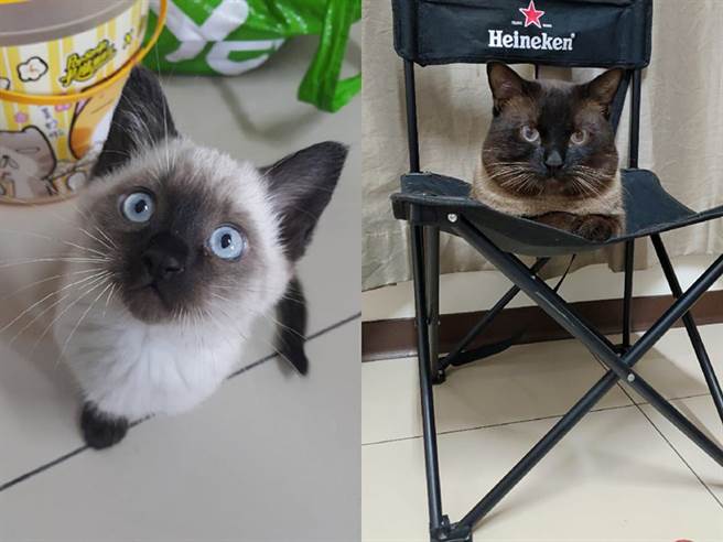 对比照的萌样让网友全都笑翻。(图/原PO授权提供)