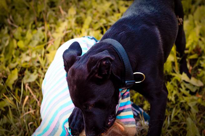 6歲男童為護妹與惡狗肉搏  臉縫90針慘毀容(示意圖／達志影像)