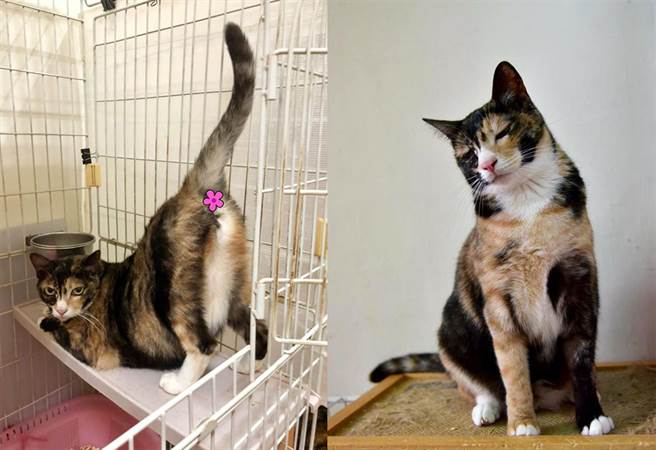 傲娇三花猫见人就晒浑圆美尻 背后原因可爱到让人喷笑（图／《小猫呼噜送养中心》粉专授权提供，未经许可请勿擅自取用）