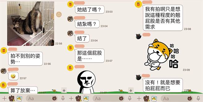 芊芊经常逢人就晒出浑圆翘臀，让志工误以为是在发情，殊不知只是为了讨拍撒娇～（图／《小猫呼噜送养中心》粉专授权提供，未经许可请勿擅自取用）