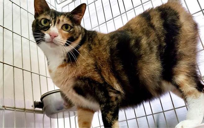 芊芊喜欢大家一直不停歇地帮牠拍屁屁。（图／《小猫呼噜送养中心》粉专授权提供，未经许可请勿擅自取用）