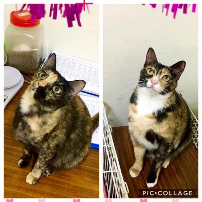 芊芊和她的妹妹「靓靓」（图左），靓靓前阵子终于到新家了，希望芊芊也能赶快找到幸福归宿！（图／《小猫呼噜送养中心》粉专授权提供，未经许可请勿擅自取用）