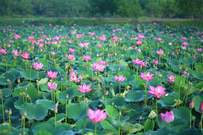 离奇！帮女友「室友」採花 男溺毙前通知女友「看湖边」(示意图/达志影像)