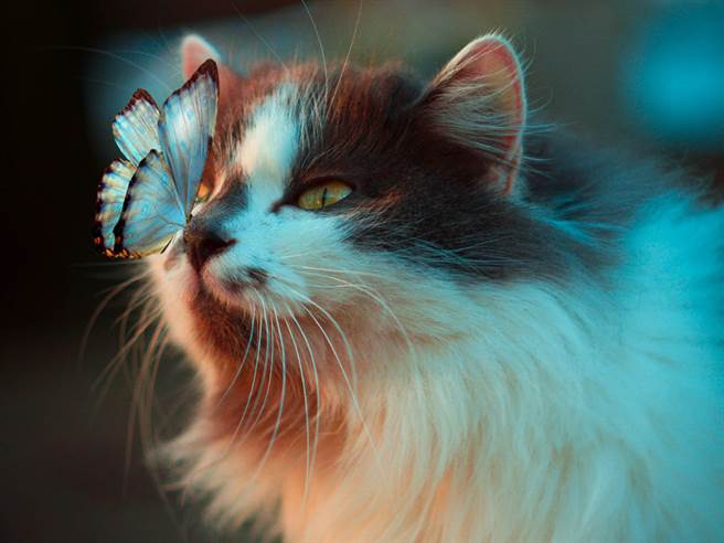 飞蛾扑鼻！小猫咪瞬间定格 秒变「迪士尼公主」（示意图／达志影像）
