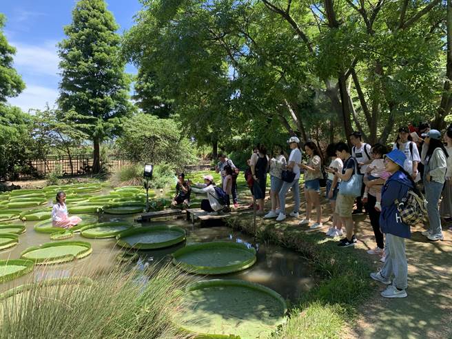 2020.07.17 桃园市　▲观音莲花季5日盛大开幕，游客眾多，乘坐大王莲的排队人潮绵延不断，常有民眾恶意破坏，导致莲花破损。（姜霏摄）