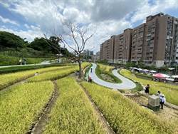 親子放電新地標 大有梯田生態公園啟用