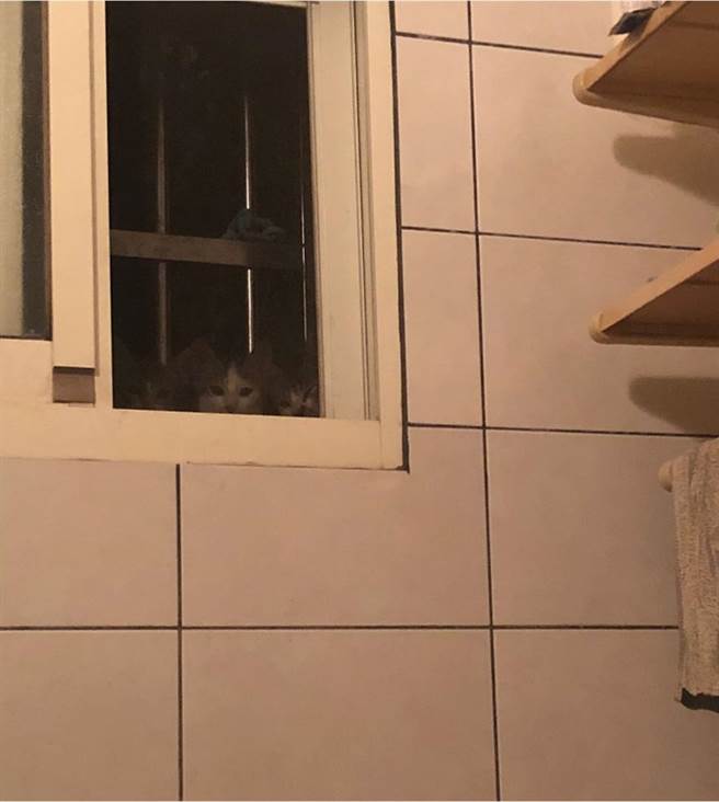 有网友上厕所时突然发现发边有「3颗头」正在偷窥(图/原PO授权提供)