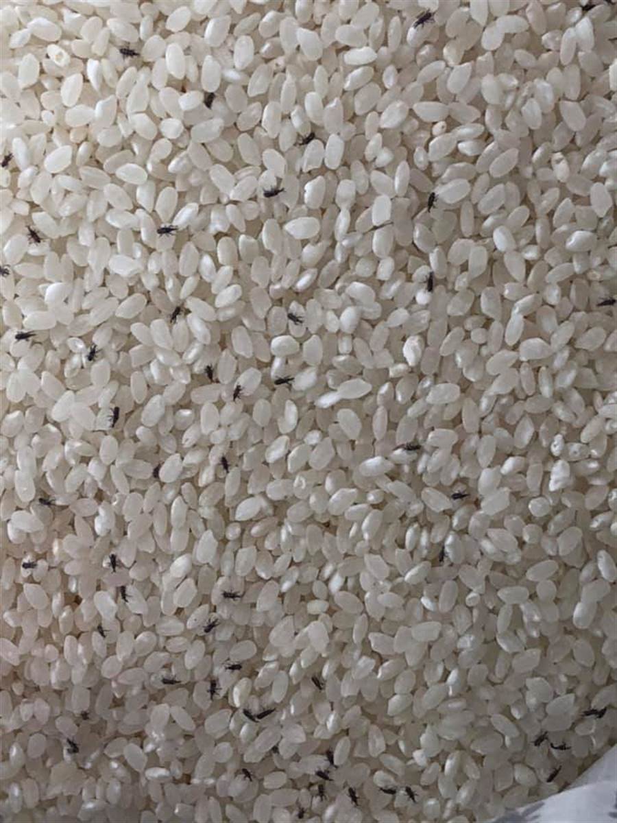 原PO買的米長出密密麻麻的蟲。（摘自臉書社團《Costco好市多 商品經驗老實說》）