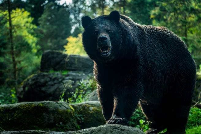 200公斤野生巨熊闯家 一掌劈中勇父脑门：我听到头骨碎裂…(示意图／达志影像)

