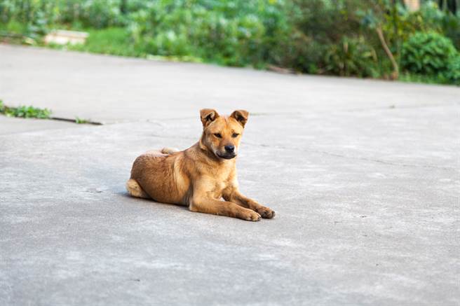 主人換車忘告知忠犬趴車下苦等網見委屈表情全融化 日常 網推