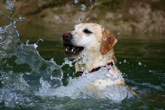 愛犬落湍急水流險滅頂 他磨破腳跟「死神賽跑」場面驚險